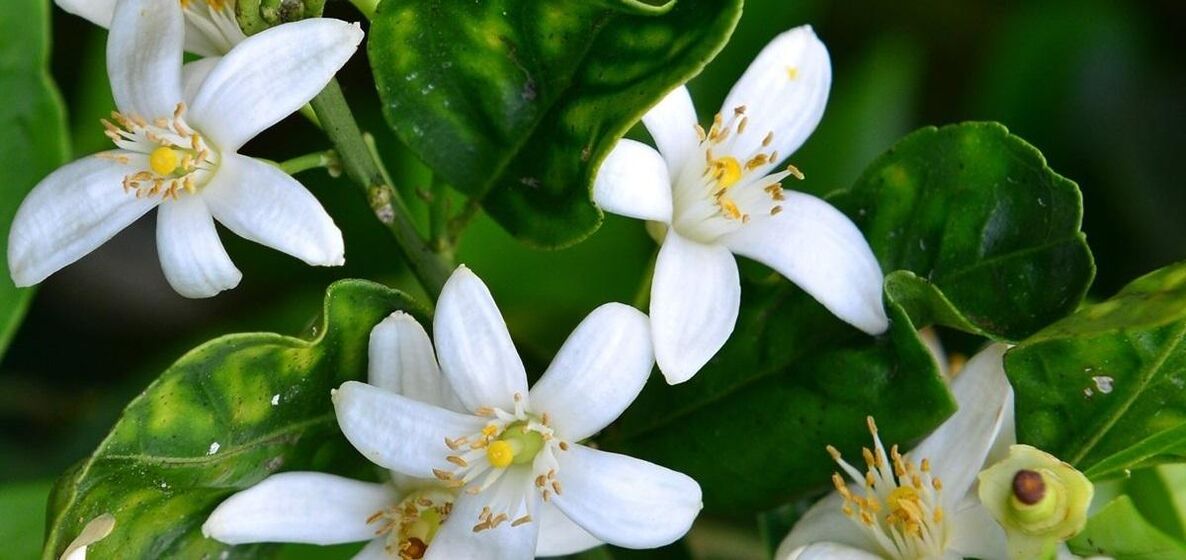 Neroli o'rgimchak tomirlarini olib tashlashga yordam beradi
